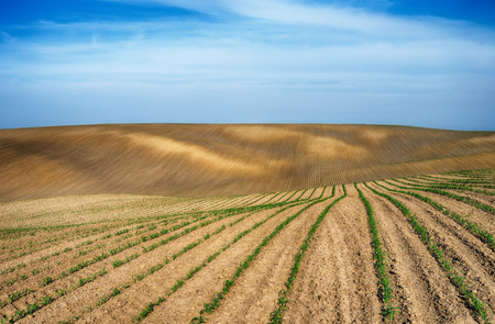 Picturesque hilly field. ranks of agricultural crops on the fieldの写真素材