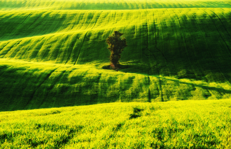 hilly field. spring morning. a beautiful sunrise in the fieldの写真素材