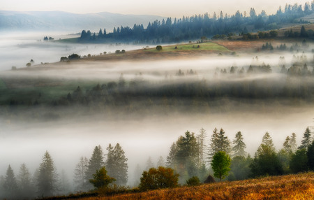 foggy morning. a picturesque autumn dawn in the Carpathian Mountainsの写真素材