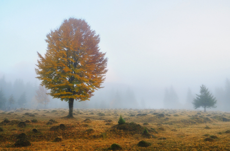 foggy morning. a picturesque autumn dawn in the Carpathian Mountainsの写真素材