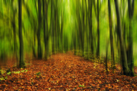 autumn forest. foggy morning in a picturesque forestの写真素材