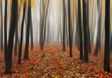 autumn forest. foggy morning in a picturesque forestの写真素材