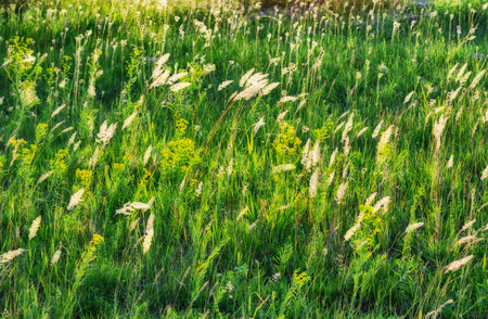 spring field. picturesque hilly field. agricultural field in spring