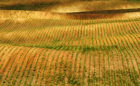 spring field. rows of sprouted agricultural crops. picturesque hilly field. agricultural field in springの写真素材