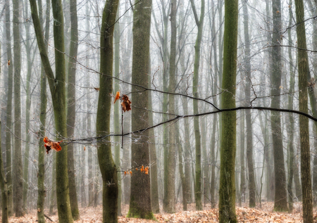 autumn forest. foggy morning in a picturesque autumn forestの写真素材