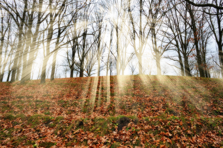 autumn forest. a misty morning in a picturesque autumn forest. Sun raysの写真素材