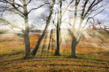 autumn forest. a misty morning in a picturesque autumn forest. Sun raysの写真素材