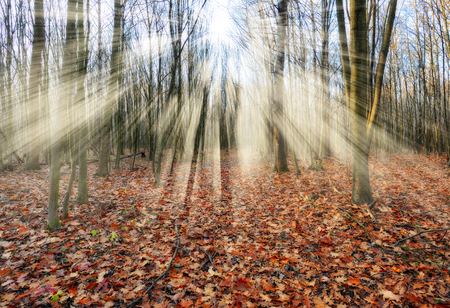 autumn forest. a misty morning in a picturesque autumn forest. Sun raysの写真素材