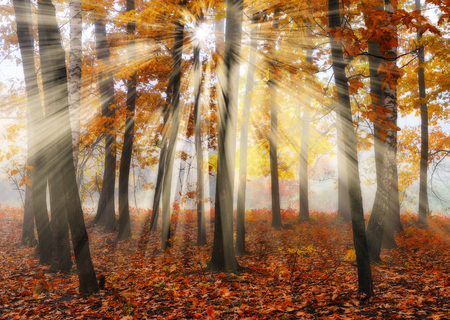 autumn forest. a misty morning in a picturesque autumn forest. Sun raysの写真素材