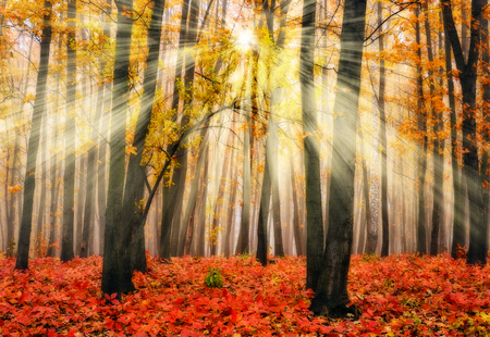 autumn forest. a misty morning in a picturesque autumn forest. Sun raysの写真素材