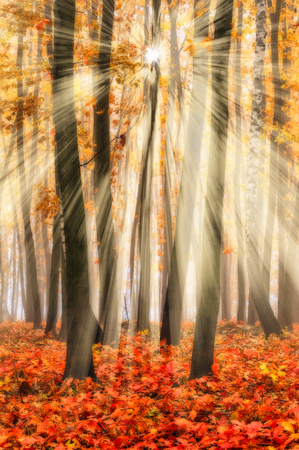 autumn forest. a misty morning in a picturesque autumn forest. Sun raysの写真素材