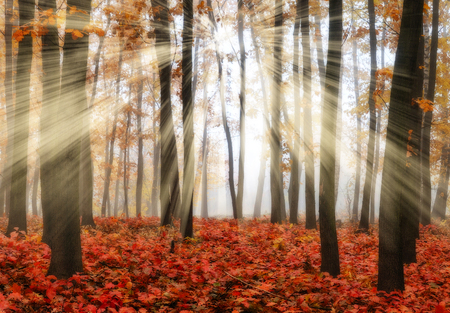 autumn forest. a misty morning in a picturesque autumn forest. Sun raysの写真素材