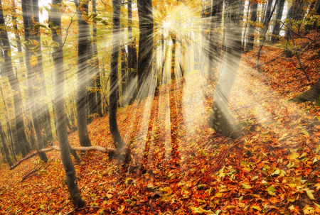 autumn forest. a misty morning in a picturesque autumn forest. Sun raysの写真素材