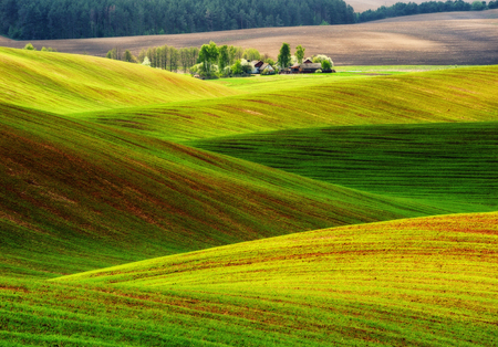 picturesque hilly field. green wavy field. Agricultureの写真素材