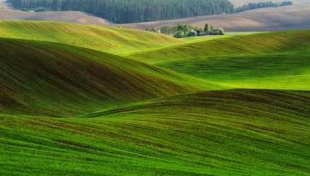 picturesque hilly field. green wavy field. Agricultureの写真素材