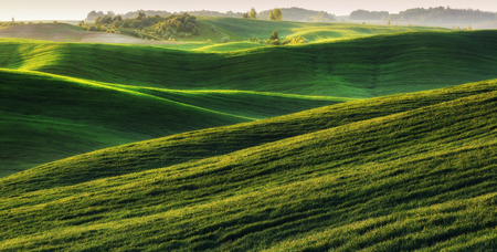 picturesque hilly field. green wavy field. Agricultureの写真素材