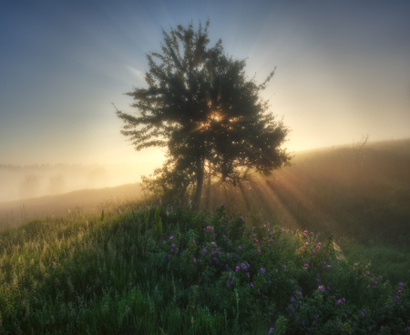 foggy spring morning. the picturesque spring sunriseの写真素材