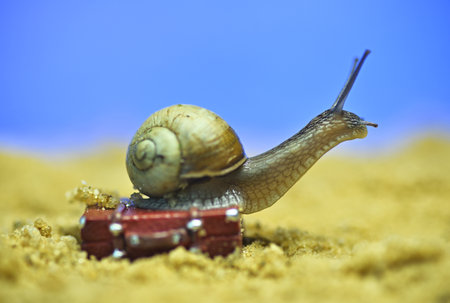 Snail on a suitcase in the sand. The concept of travelの写真素材