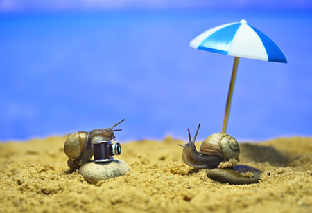 snails on the beach. photo session on the beach. conceptual macro photo on the theme of vacationの写真素材