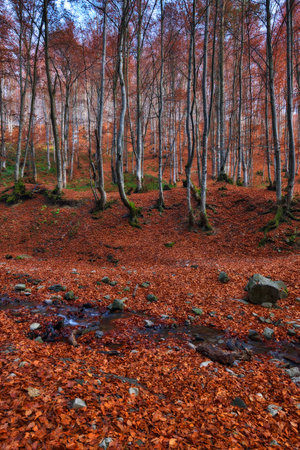 Autumn beech forest with fallen leaves and a small stream.の写真素材