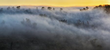 Trees in the Fog. autumn morning. Nature of Ukraineの写真素材