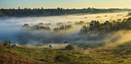 Morning fog in the meadow with cows in the foreground. Autumn sunrise. Nature of Ukraineの写真素材