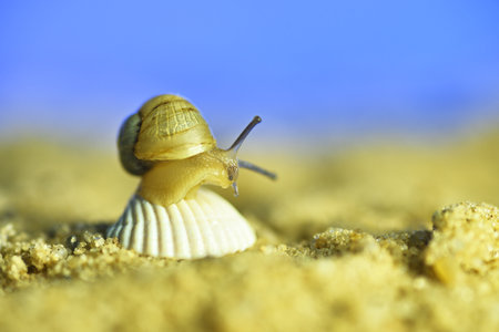 A snail on the beach with an umbrella. Resort on the ocean. Conceptual macro photo on the theme of vacationの写真素材