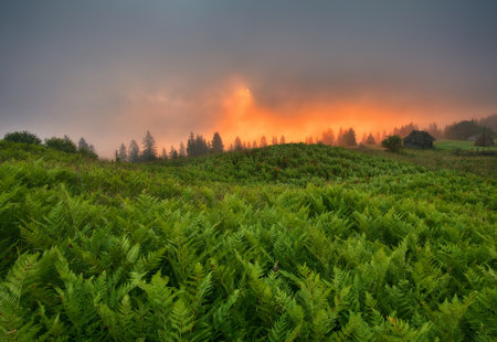 Foggy morning in the mountains. Summer dawn in the Carpathians. Nature of Ukraineの写真素材