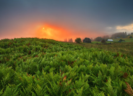 Foggy morning in the mountains. Sunrise over the meadowの写真素材