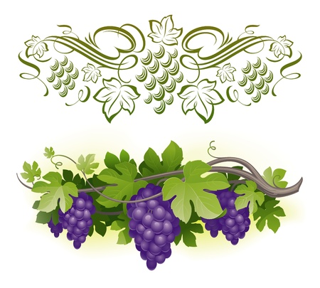 Ripe grapes on the vine & decorarative calligraphic vine - vector illustrationのイラスト素材