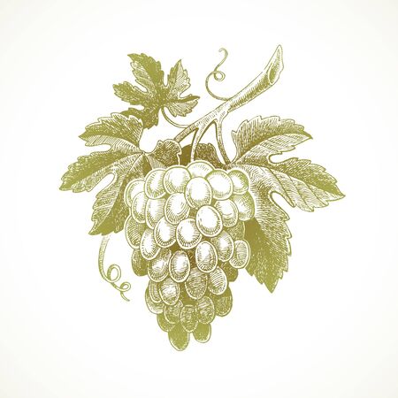 Hand drawn bunch of grapes - vector illustration.のイラスト素材