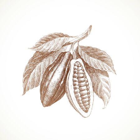 Hand drawn cocoa beans on branch. Vector illustration.のイラスト素材