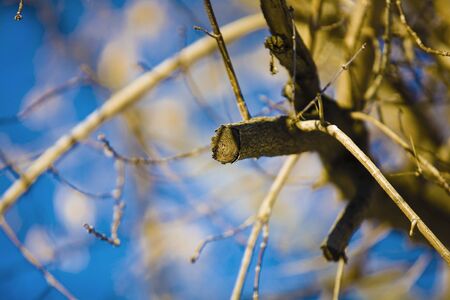 background of leaves in the skyの写真素材