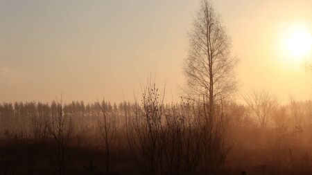 Nature at dawn in springの写真素材