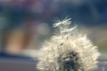 Closeup of dandelion - natural backgroundの写真素材