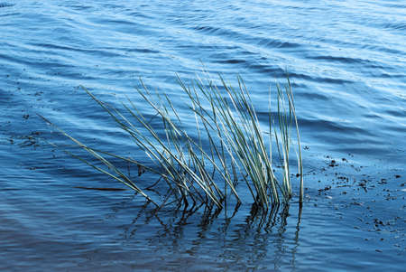 River and grass on the blue backgraundの写真素材