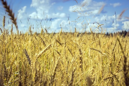 Yellow grain ready for harvest growing in a farm fieldの写真素材