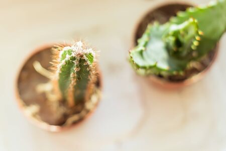 Succulent Cactus Plant In Gardenの写真素材