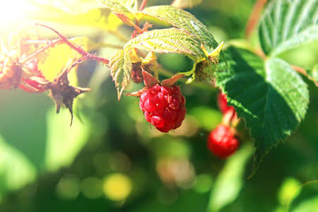 Raspberry. Growing Organic Berries closeup. Ripe raspberry in the fruit gardenの写真素材