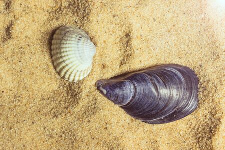 seashells on sand beachの写真素材