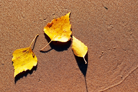 Autumn yellow birch leaves lie on river sandの写真素材