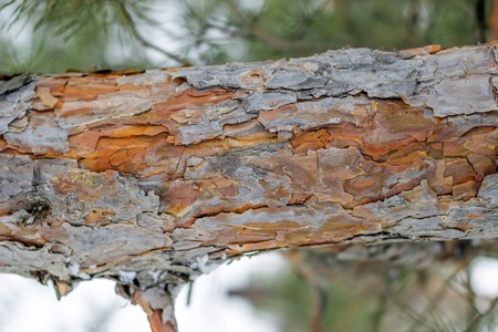 Bark of Pine Tree.の写真素材