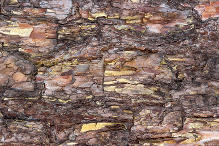 Bark of Pine Tree.の写真素材