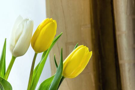 Tulips, isolated on whiteの写真素材