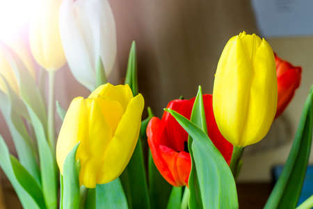 Tulips, isolated on whiteの写真素材
