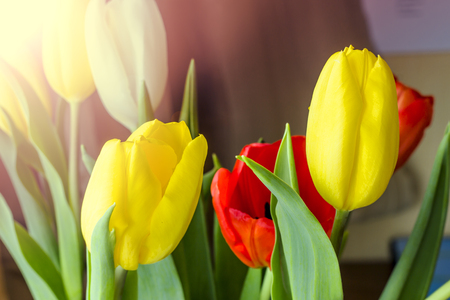 Tulips, isolated on whiteの写真素材