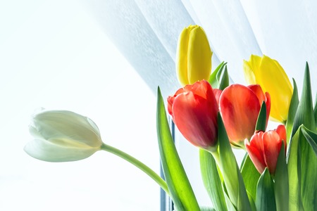 Tulips, isolated on whiteの写真素材