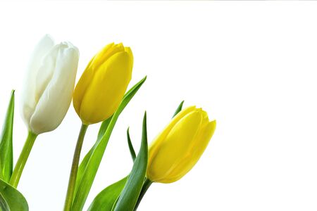 Tulips, isolated on whiteの写真素材