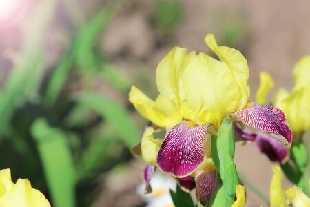 Yellow irises in the gardenの写真素材