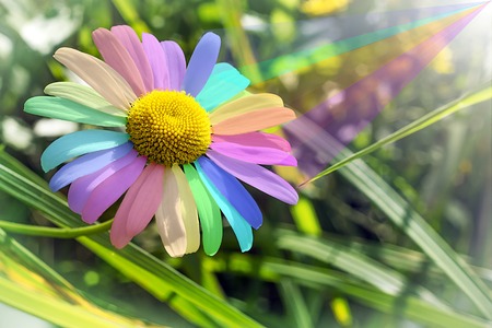 daisy with multicolored petalsの写真素材